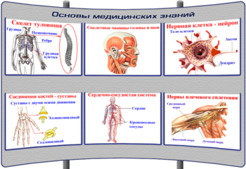 (К-ОБЖ-4) Основы медицинских знаний - Тематические модульные стенды - ОБЖ - Магазин кабинетов по охране труда "Охрана труда и Техника Безопасности"